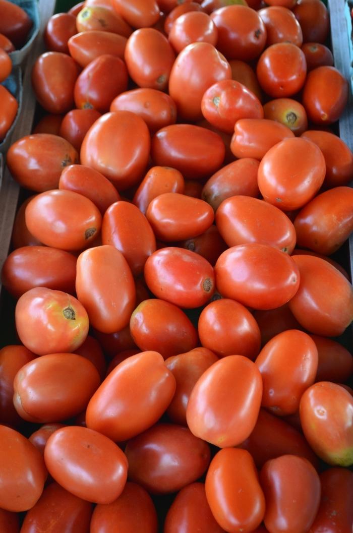 Solanum lycopersicon Roma
