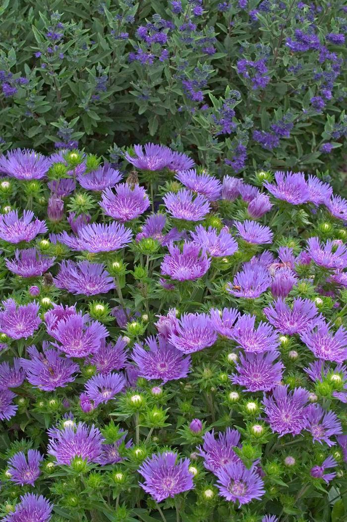 Stokesia Peachie's Pick