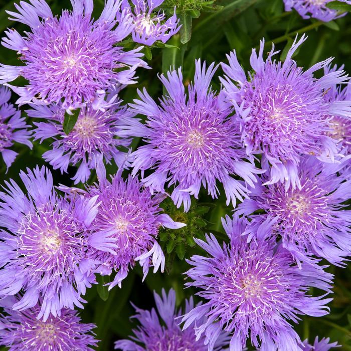 Stokesia laevis Totally Stoked&trade; Riptide