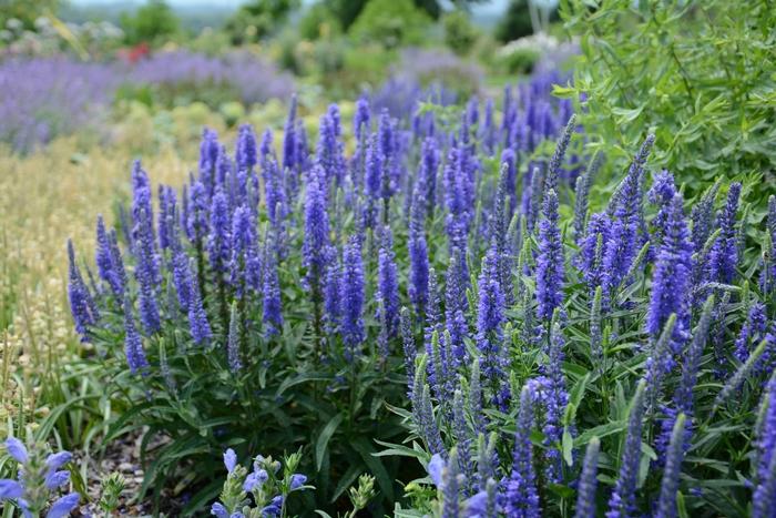 Veronica Dark Blue