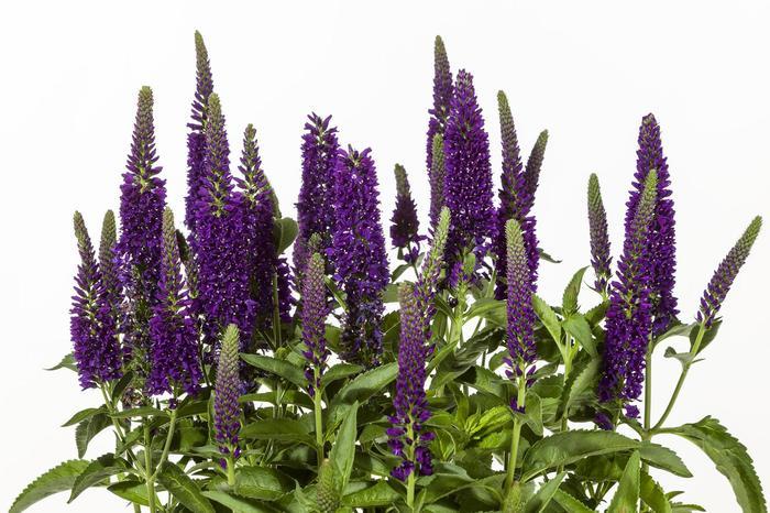 Veronica longifolia Vernique&reg; Dark Blue Improved