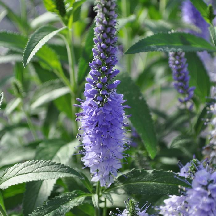 Veronica longifolia Vernique&reg; Shining Seas