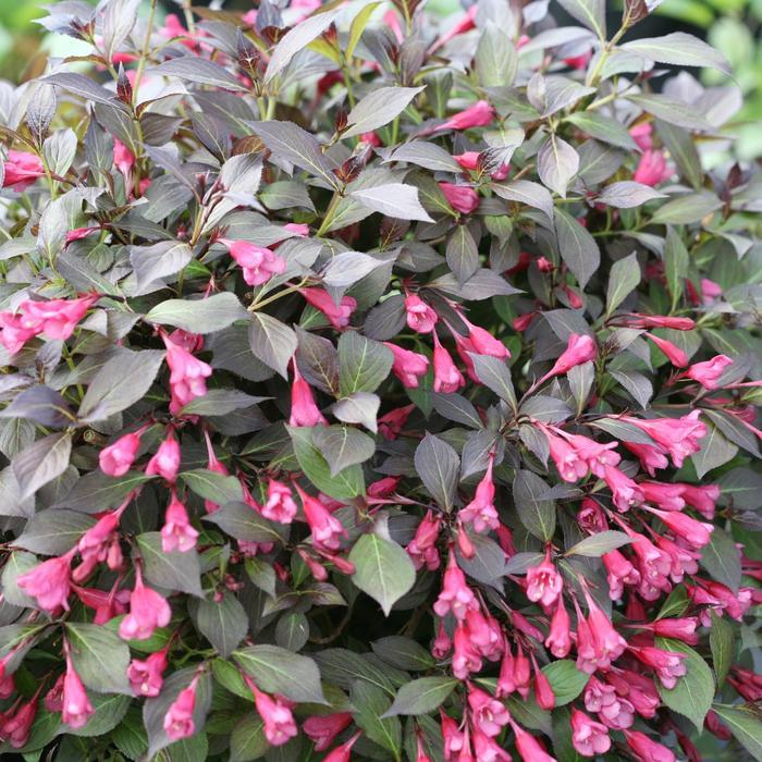 Weigela florida Midnight Wine Shine&reg;