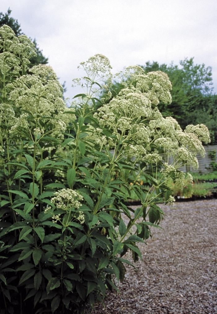 Eupatorium fistulosum f. albidum Ivory Towers