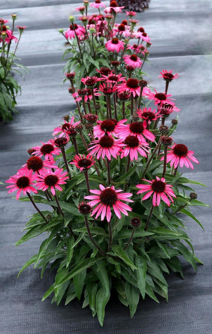 Echinacea Dark Shadows&trade; Wicked