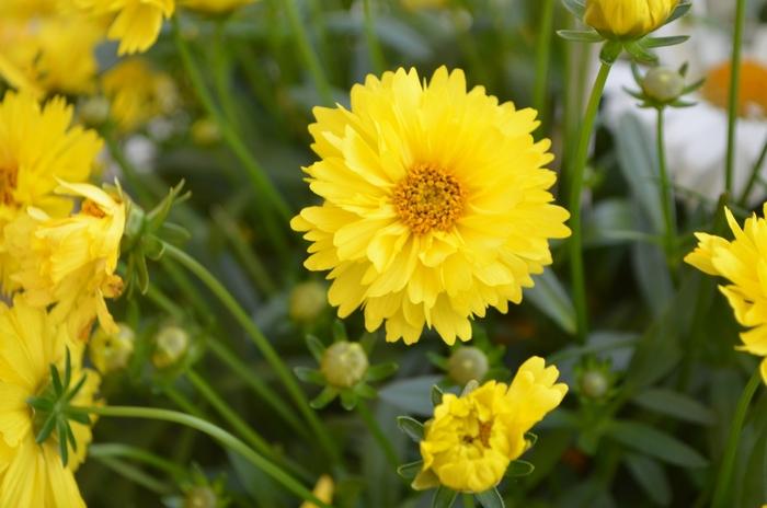 Coreopsis Leading Lady Sophia