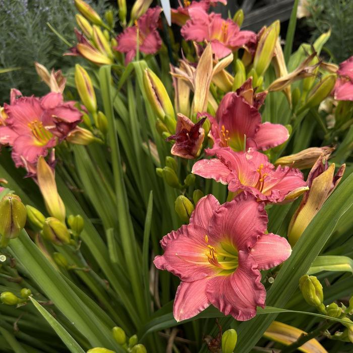 Hemerocallis Happy Ever Appster&trade; Passionate Returns