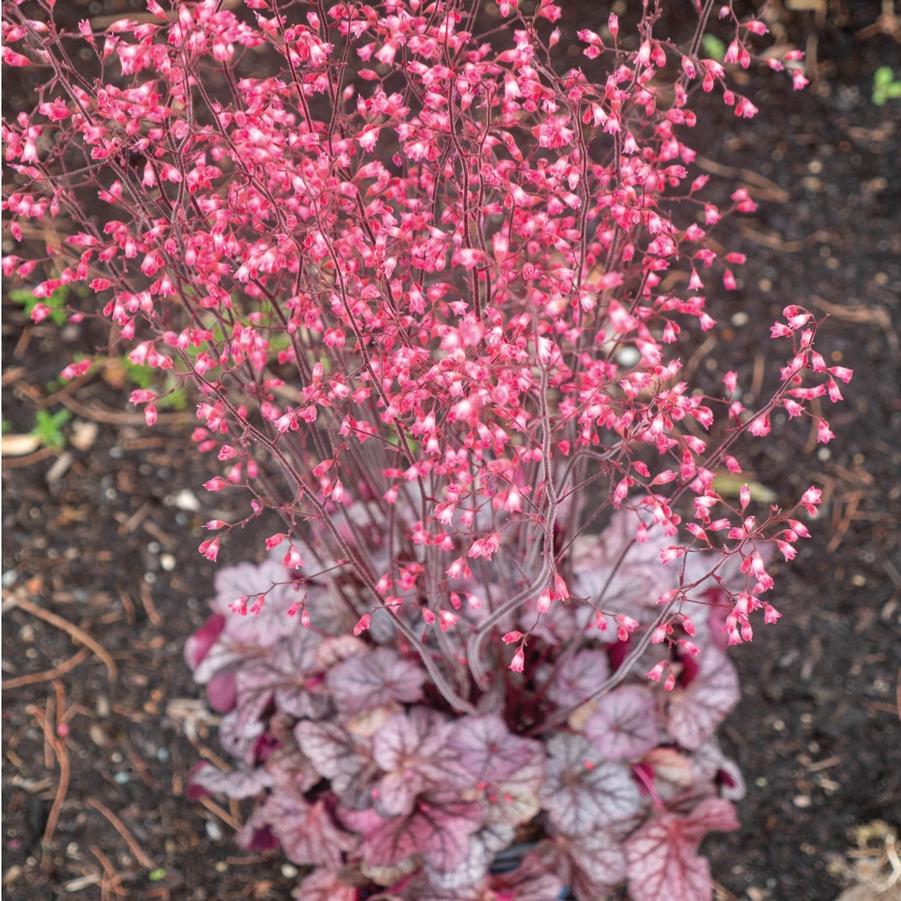Heuchera 'Spice Curls™' - Coral Bells from Bloomin' Easy