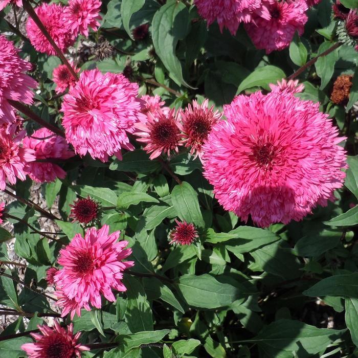 Echinacea Lovely Lolly