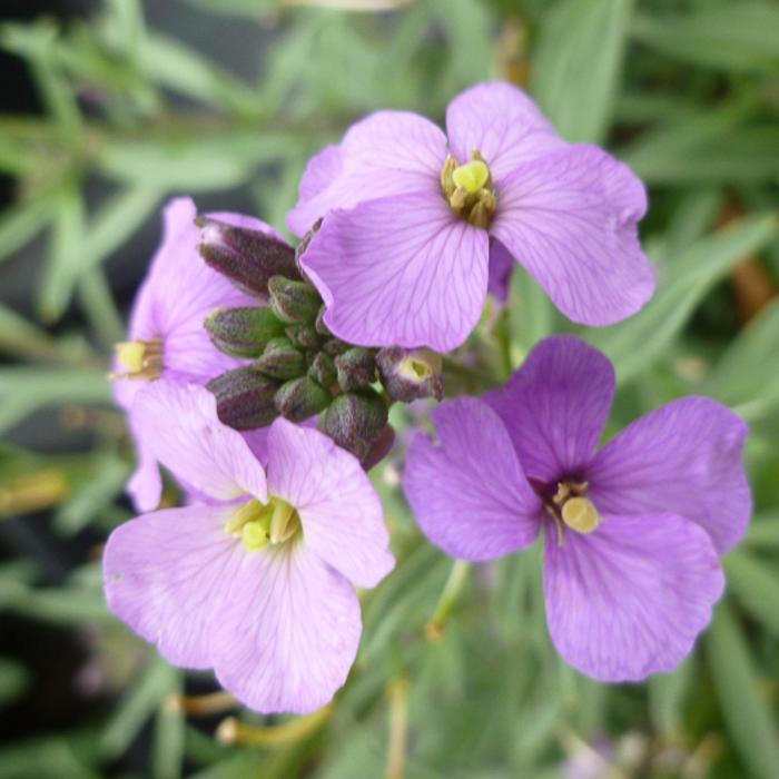 Erysimum linifolium Bowles Me Away