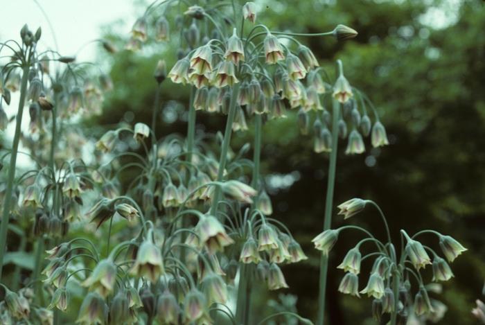 Allium bulgaricum 