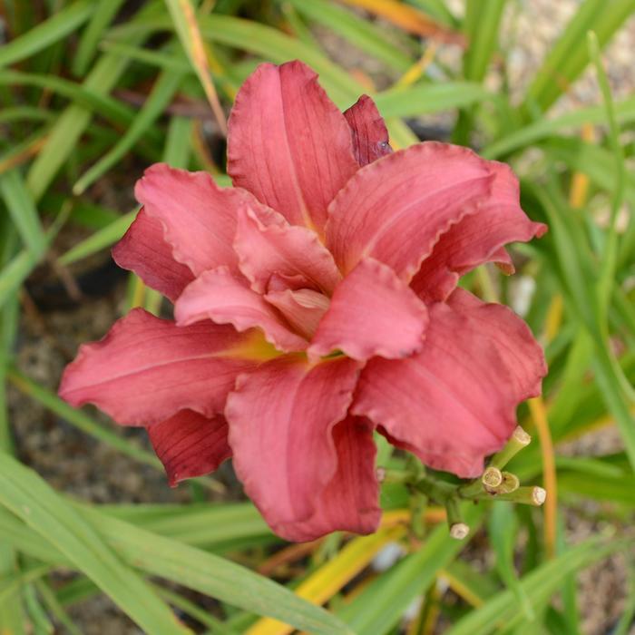 Hemerocallis Double Pardon Me