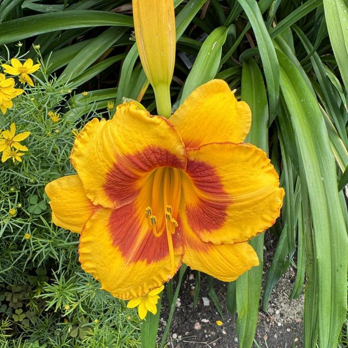 Hemerocallis Fooled Me