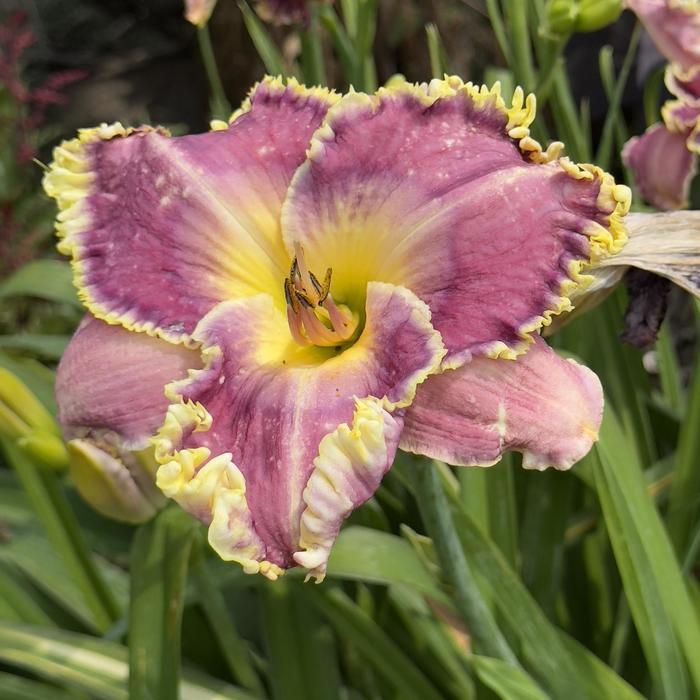 Hemerocallis Raspberry Eclipse