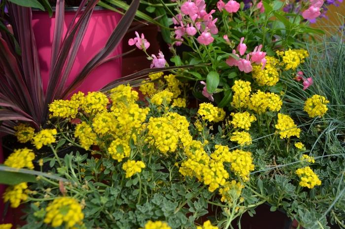 Alyssum wulfenianum Golden Spring