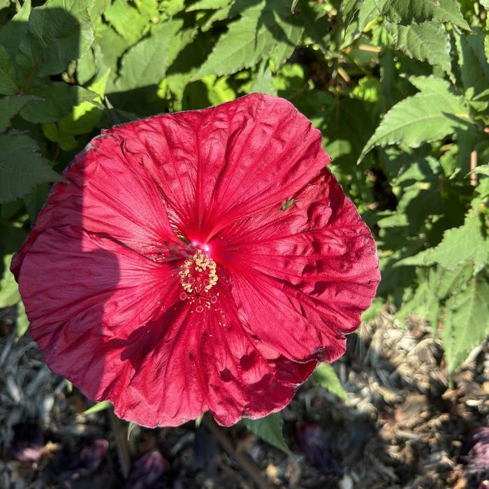 Hibiscus Blackberry Merlot