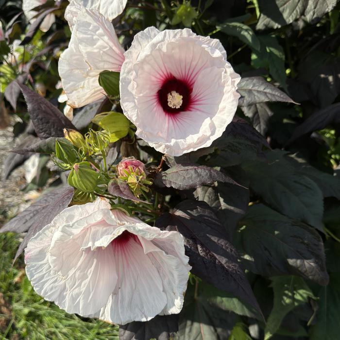 Hibiscus Dark Mystery