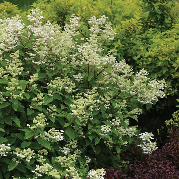 Hydrangea paniculata Fire and Ice