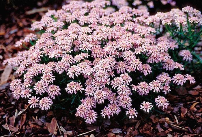 Iberis aurosica Sweetheart
