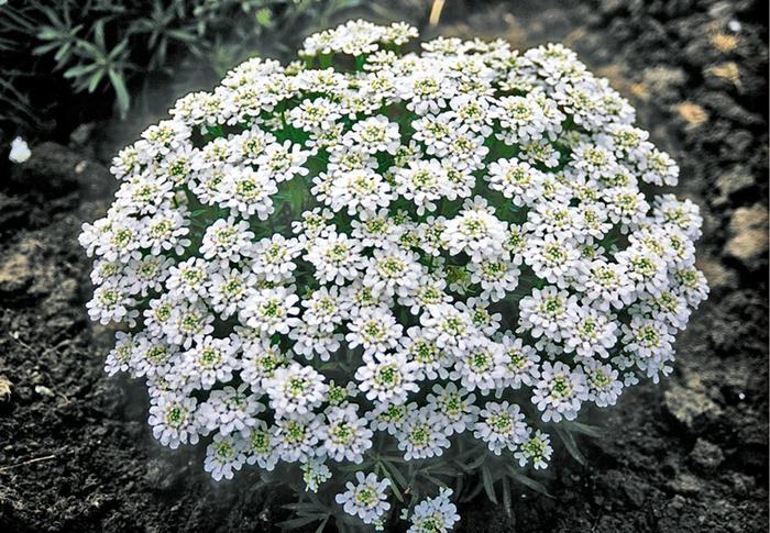 Iberis sempervirens Snow Cushion