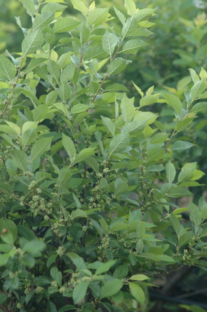 Ilex verticillata Apollo