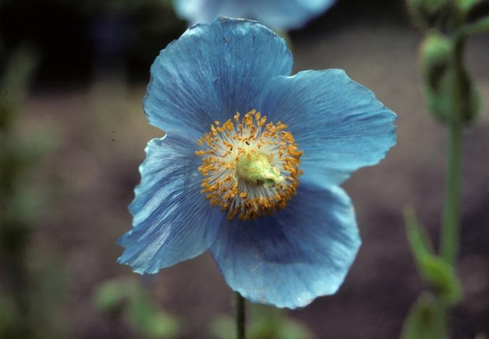 Meconopsis betonicifolia 