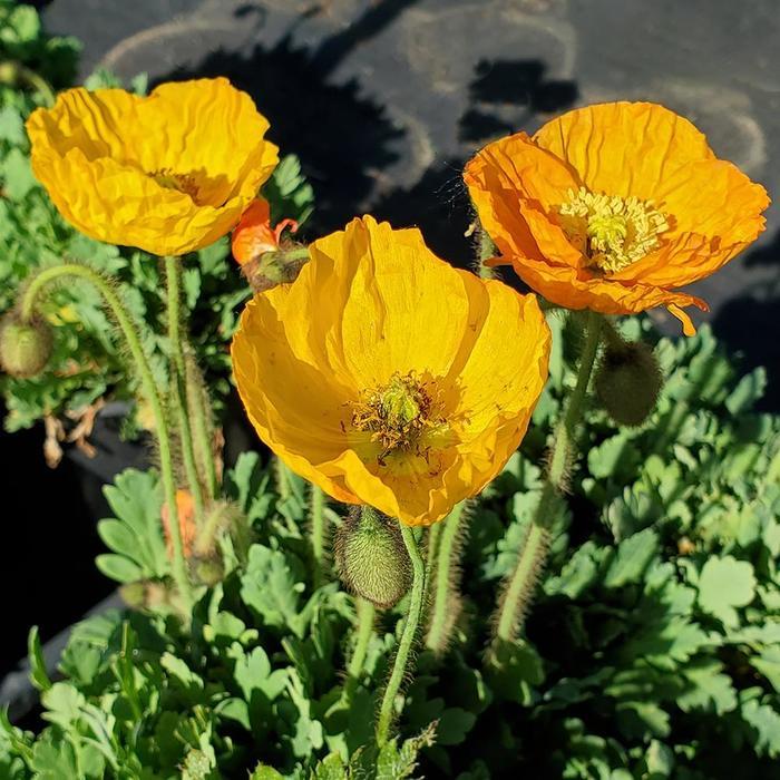 Papaver nudicaule Garden Gnome