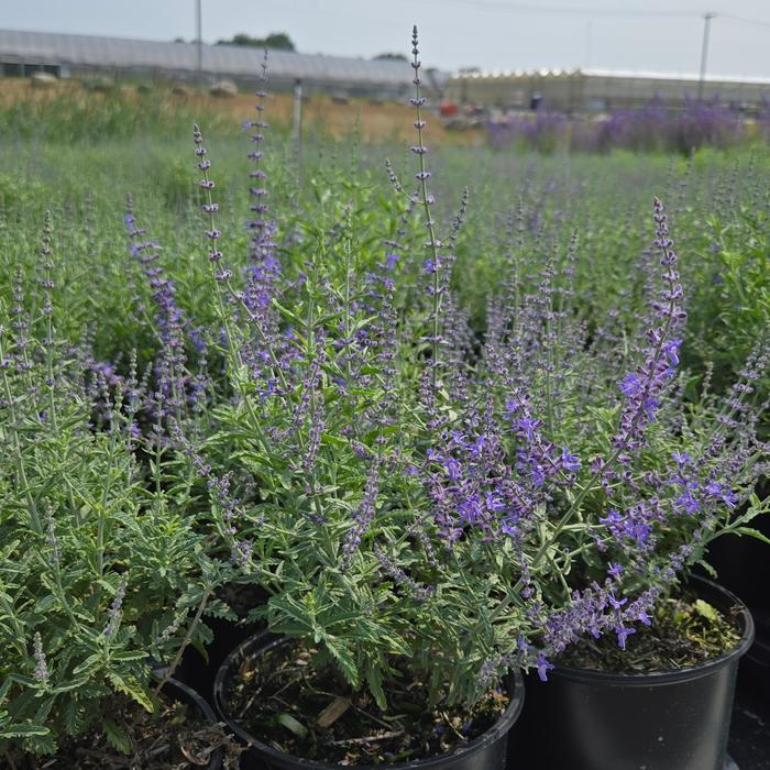 Perovskia atriplicifolia Jelena