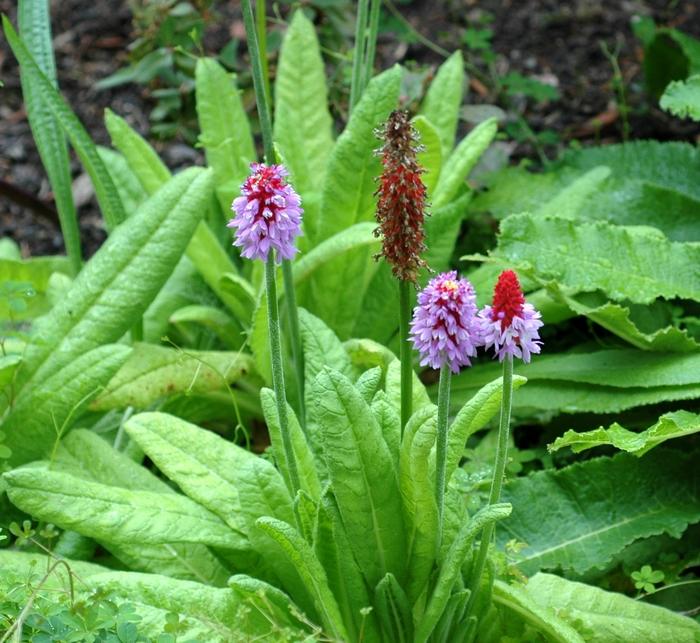 Primula vialii 