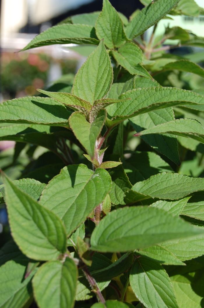 Salvia elegans 
