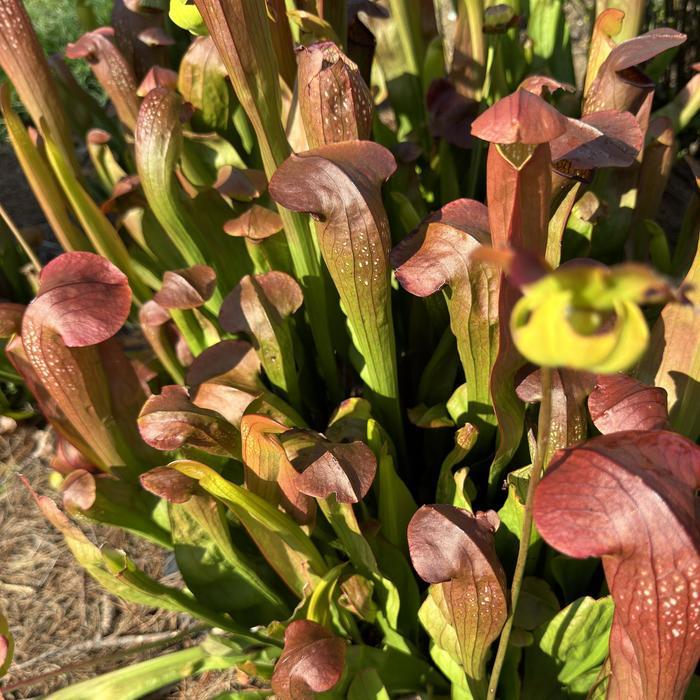 Sarracenia Bug Bat