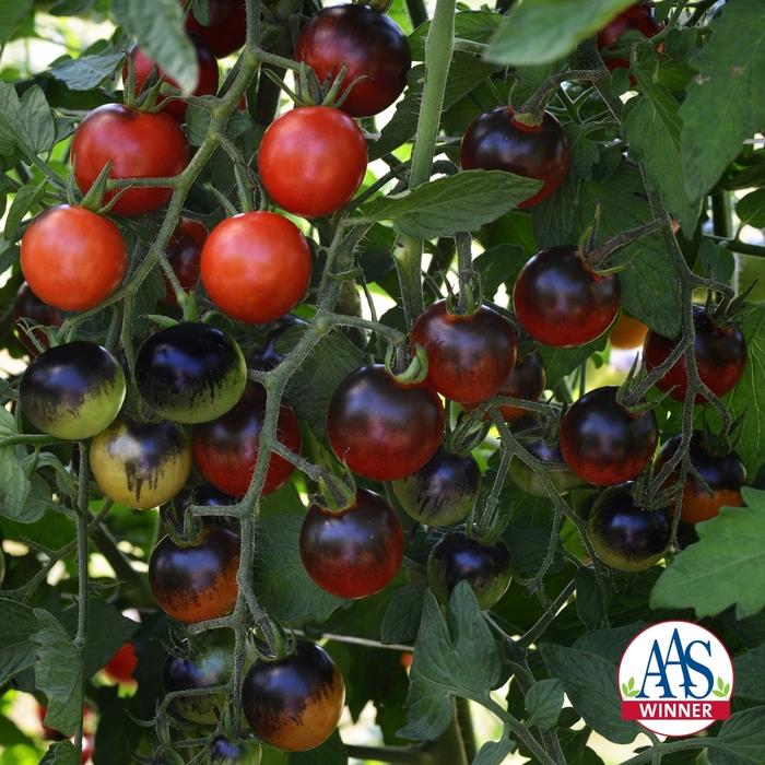 Solanum lycopersicon Midnight Snack