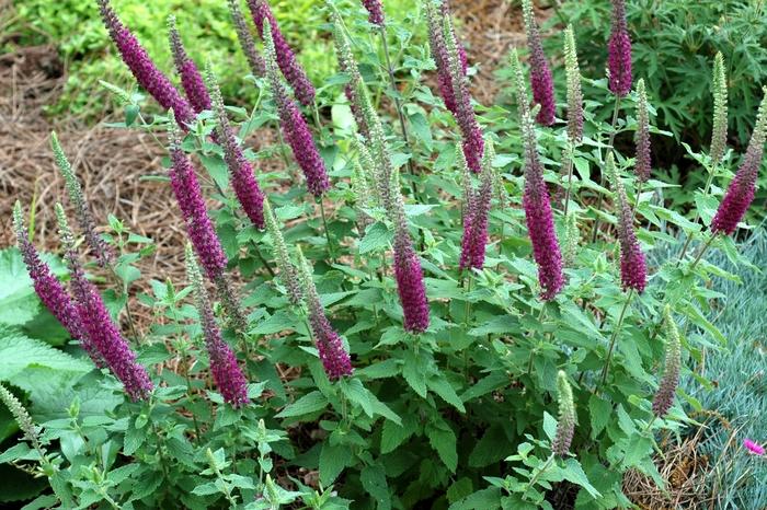 Teucrium chamaedrys 