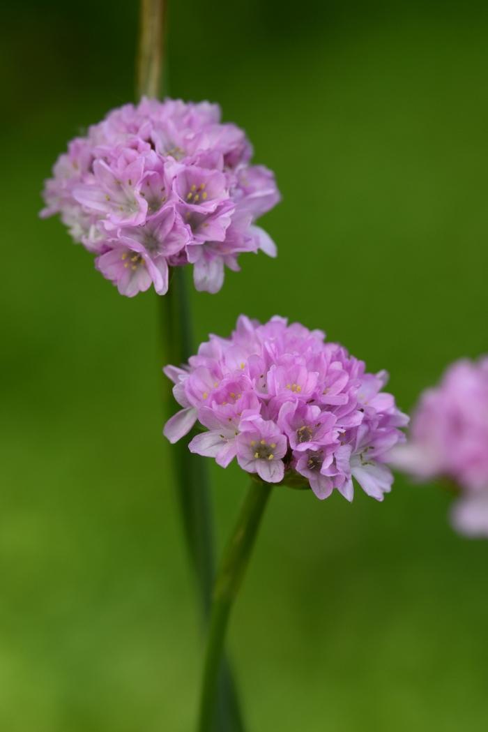 Armeria pseudarmeria Dreameria&reg; Sweet Dreams