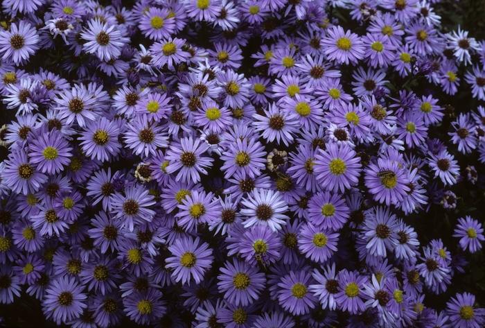 Aster novi-belgii Professor Anton Kippenburg