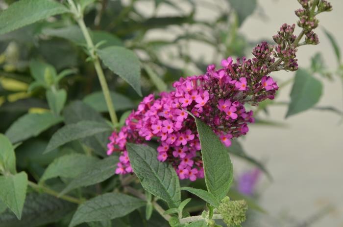 Buddleia davidii Buzz&trade; Hot Raspberry