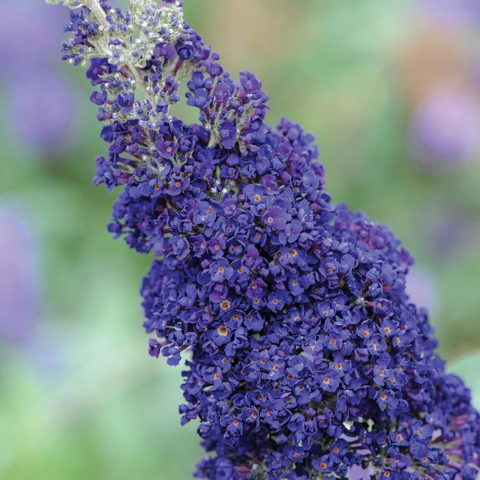 Buddleia davidii Buzz&reg; Midnight