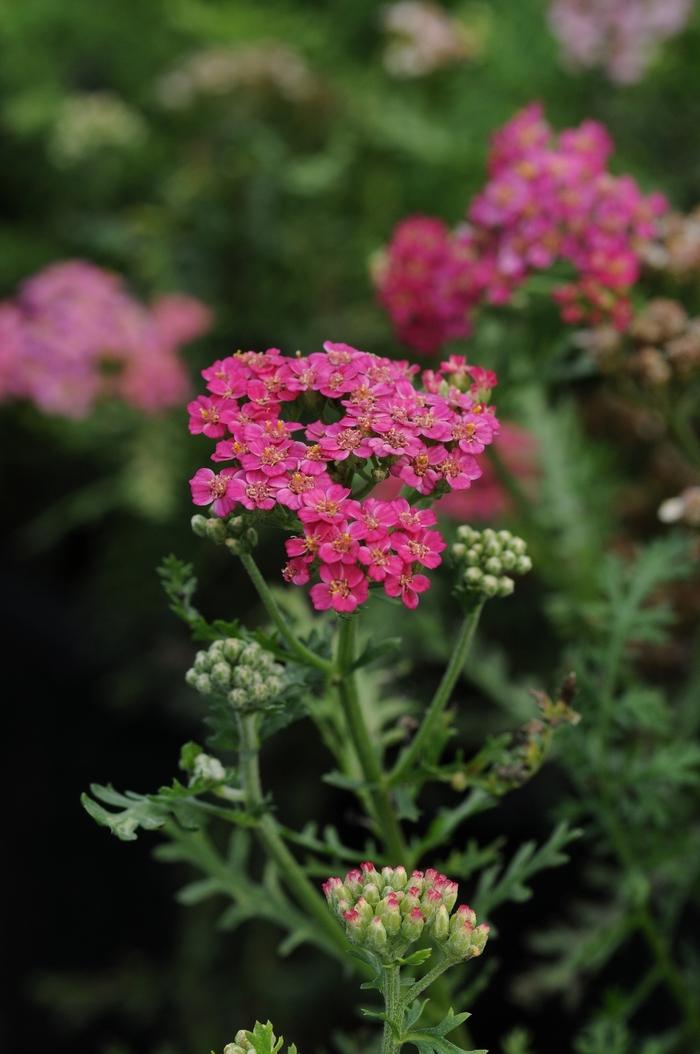 Achillea millefolium New Vintage&trade; Rose