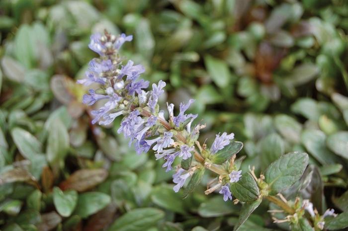 Ajuga x tenorii Chocolate Chip