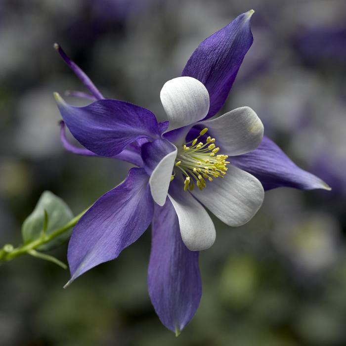 Aquilegia caerulea Kirigami&trade; Deep Blue and White