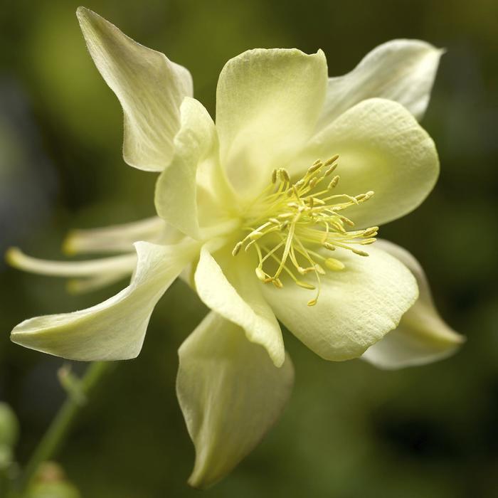 Aquilegia caerulea Kirigami&trade; Yellow