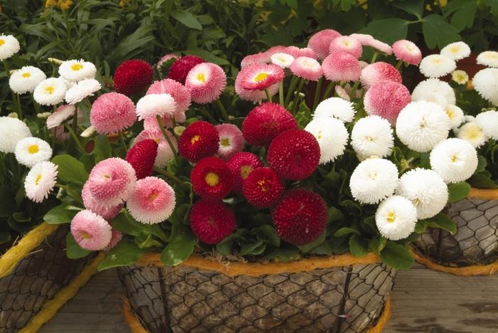 Bellis perennis Bellissima&trade; Mix