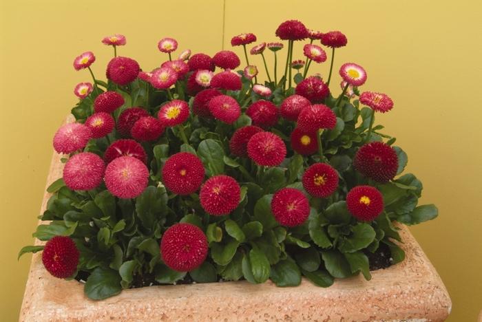 Bellis perennis Bellissima&trade; Red