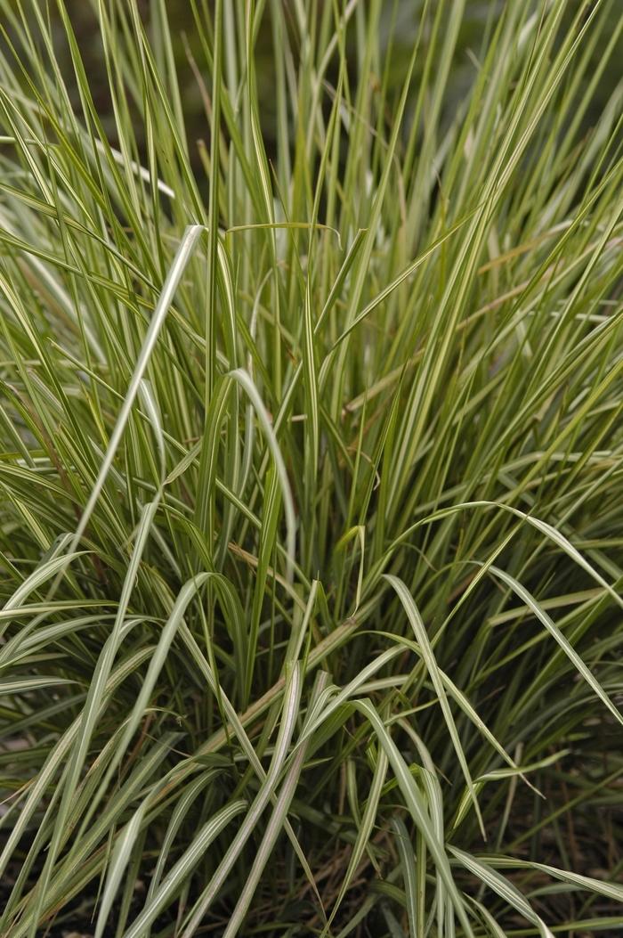 Calamagrostis acutiflora Avalanche