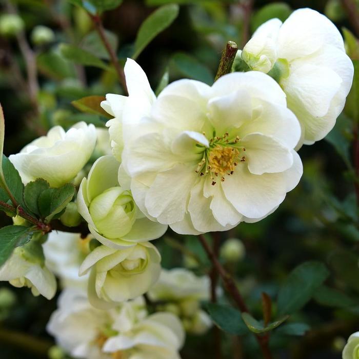 Chaenomeles speciosa Double Take Eternal White&reg;