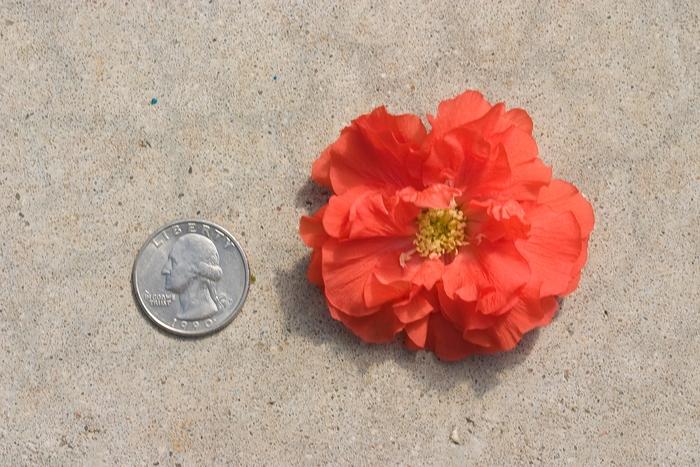 Chaenomeles speciosa Double Take&reg; Orange
