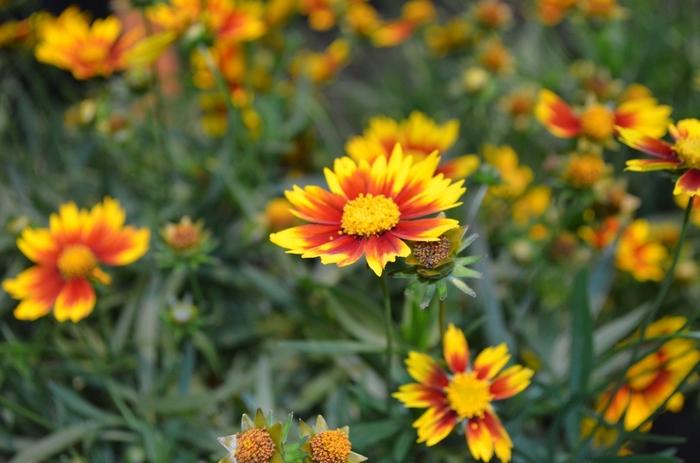 Coreopsis L'il Bang&trade; Daybreak
