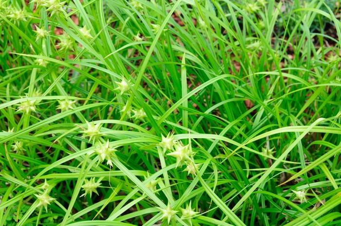 Cephalanthus occidentalis 