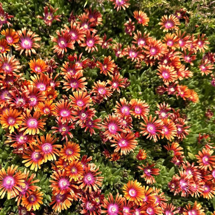 Delosperma Fire Spinner&reg;