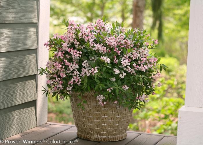 Deutzia Yuki Cherry Blossom&reg;